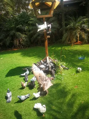 Pigeon Birds Available for You