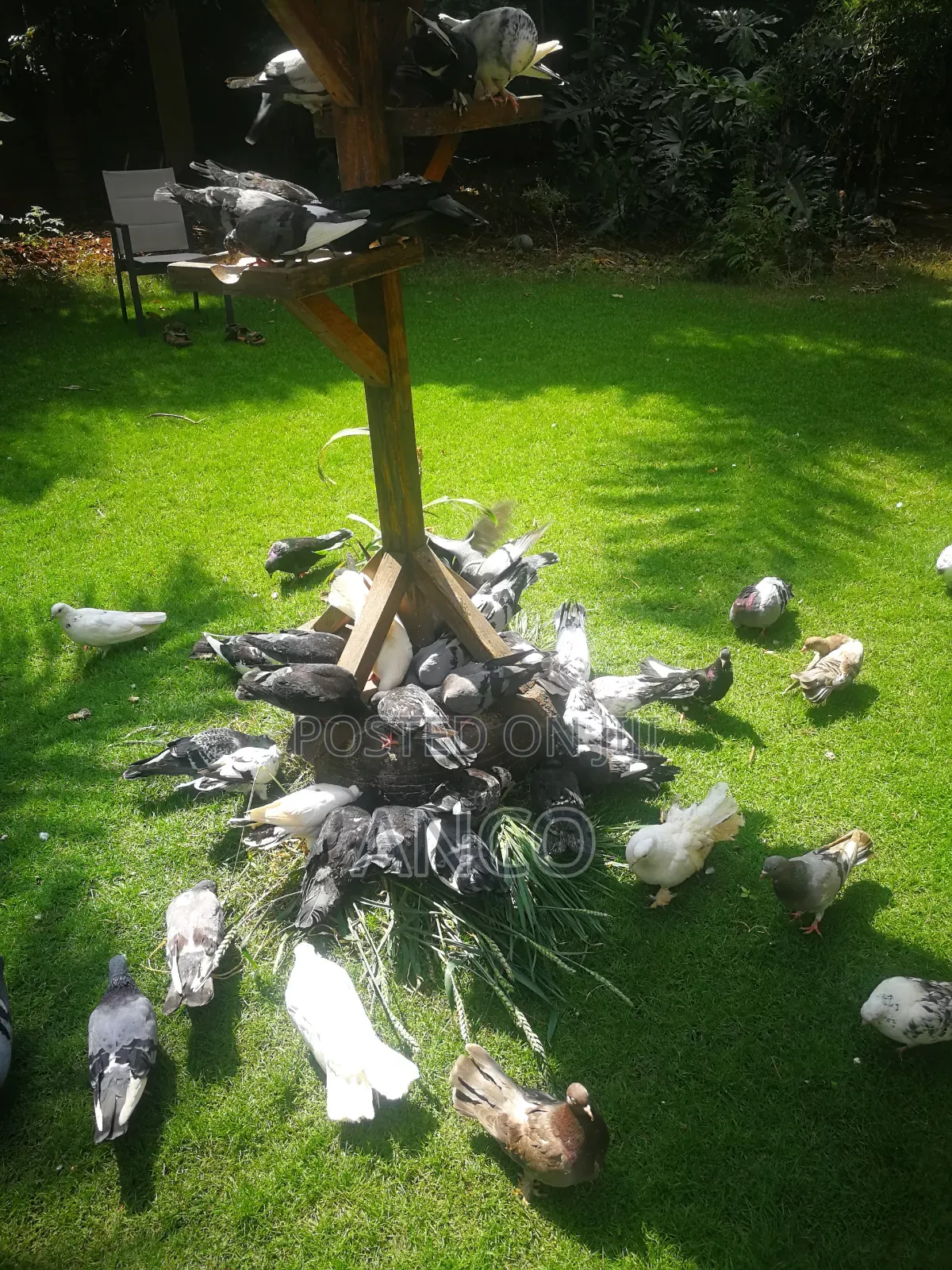 Pigeon Birds Available for You