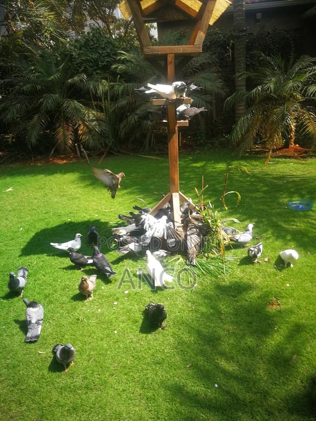 Pigeon Birds Available for You - thumbnail 4