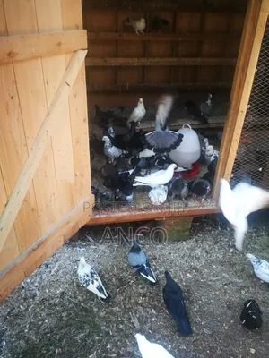 Pigeon Birds Available for You