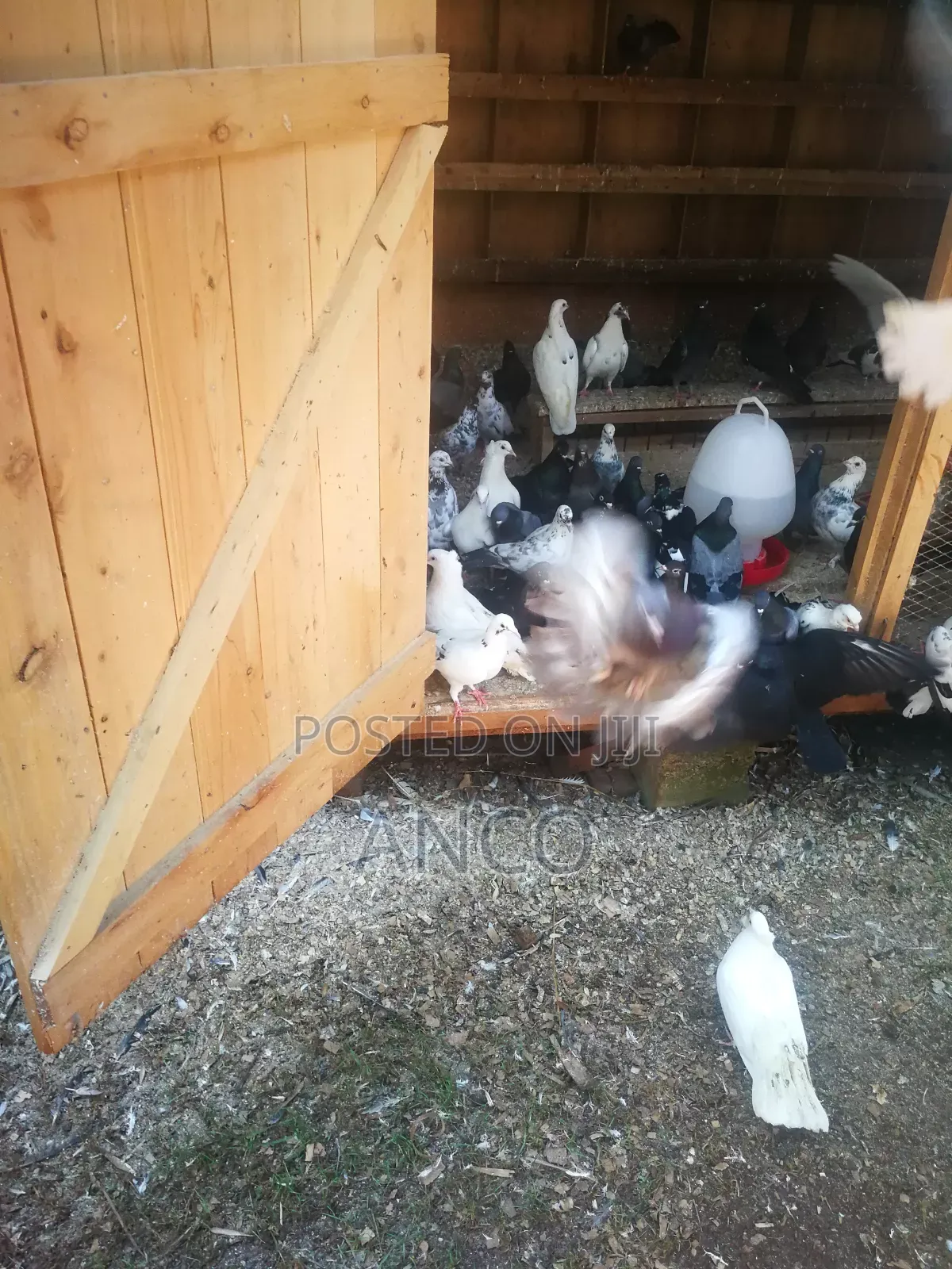 Pigeon Birds Available for You