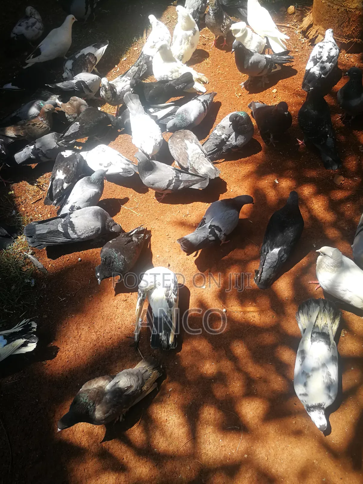 Pigeon Birds Available for You