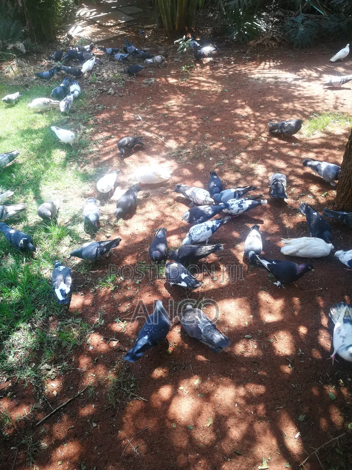 Pigeon Birds Available for You