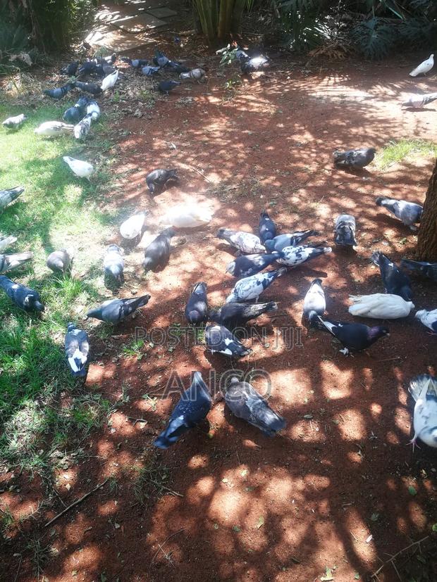 Pigeon Birds Available for You - thumbnail 8