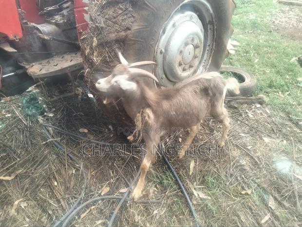 Dairy Goats - thumbnail 2