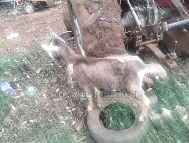 Dairy Goats - thumbnail 3