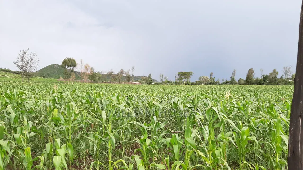 5 Acres Prime Land on Sale