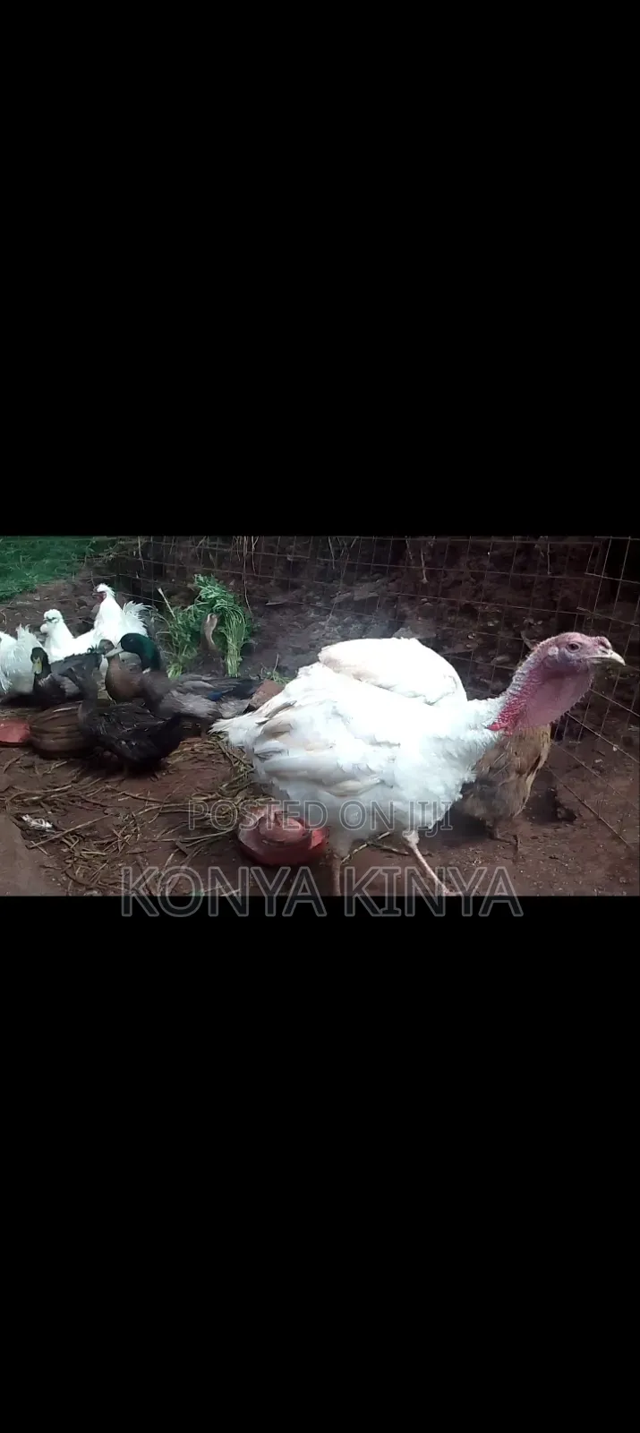 Very Healthy and Heavy Male Turkey