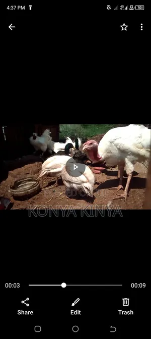 Very Healthy and Heavy Male Turkey