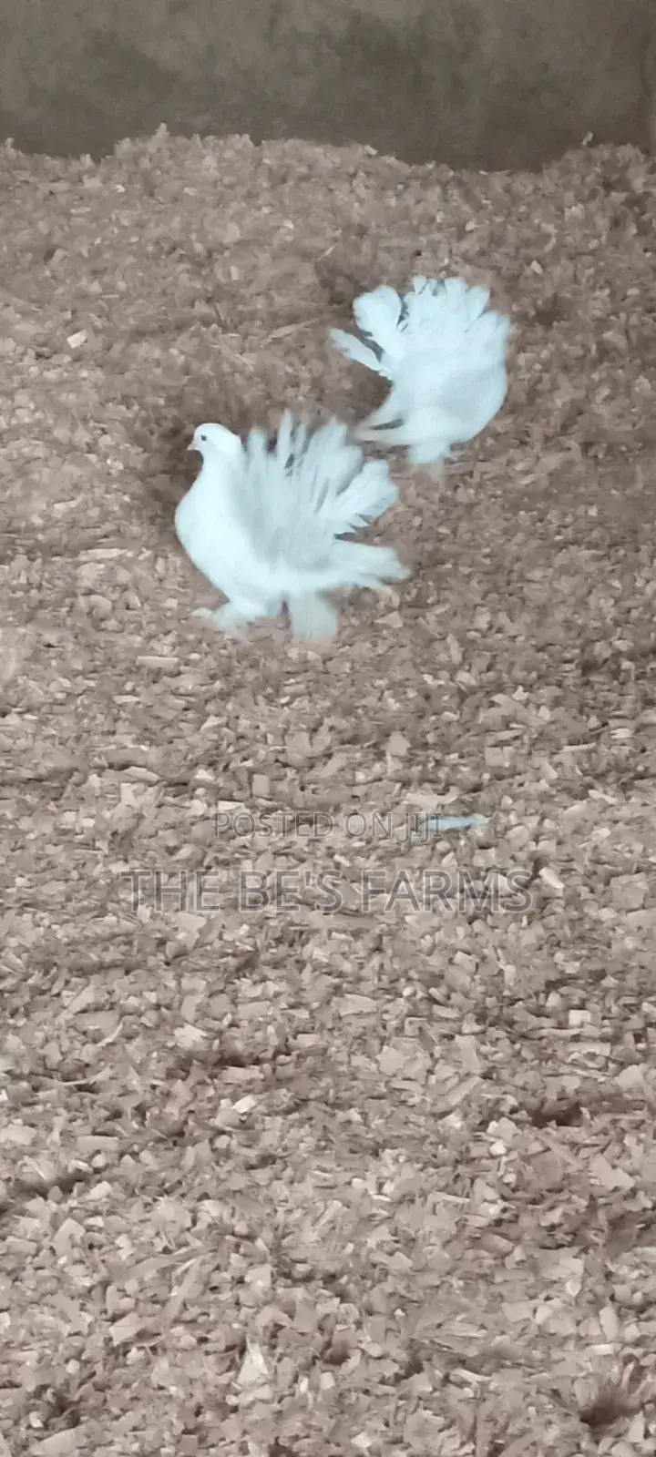Indian Funtail