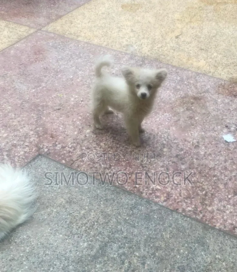 1-3 months Male Purebred Japanese Spitz