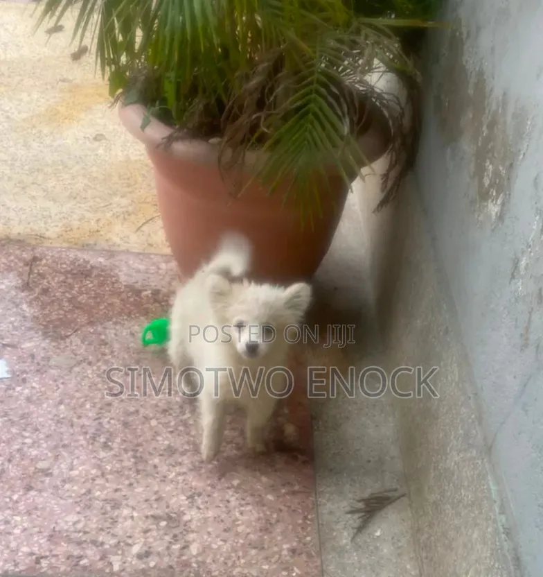 1-3 months Male Purebred Japanese Spitz