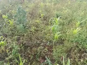 Plot on Sale