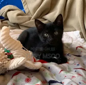 3-6 months Male Purebred Bombay