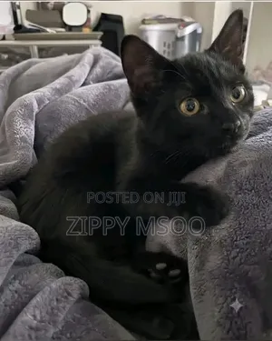 3-6 months Male Purebred Bombay