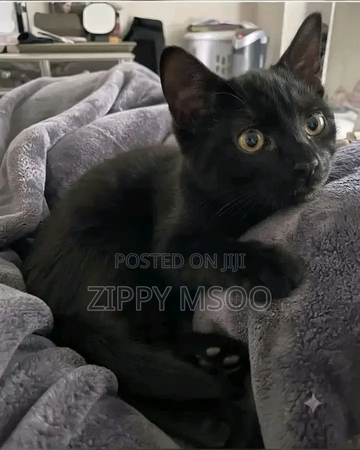 3-6 months Male Purebred Bombay