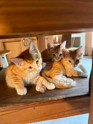 3-6 months Male Mixed Breed Tabby