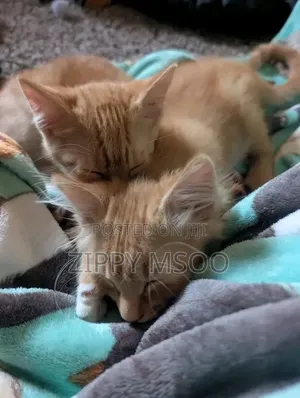 3-6 months Male Mixed Breed Tabby