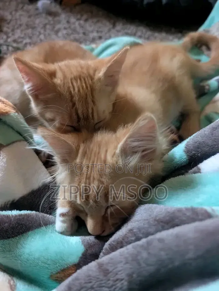 3-6 months Male Mixed Breed Tabby