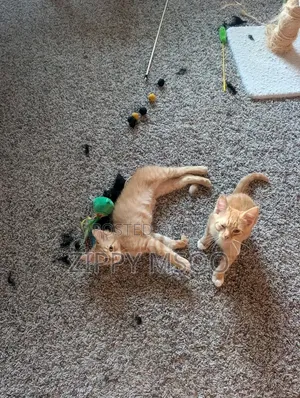 3-6 months Male Mixed Breed Tabby