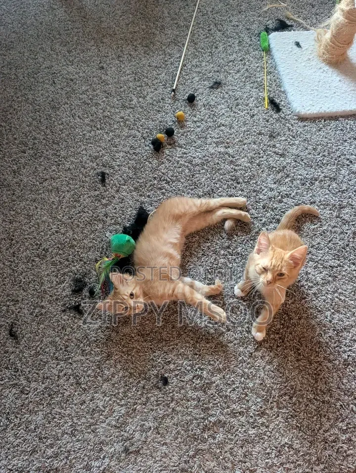 3-6 months Male Mixed Breed Tabby
