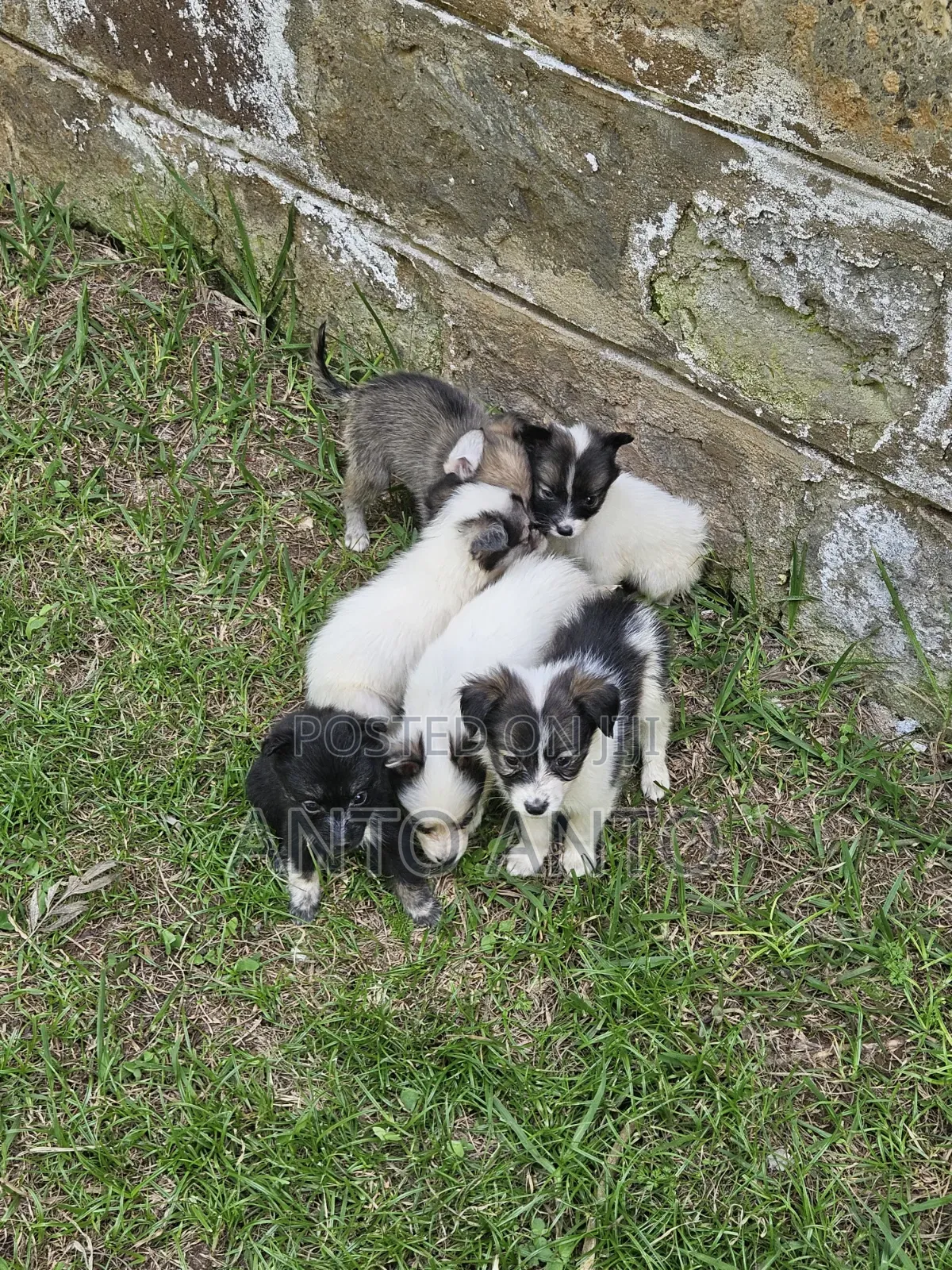 1-3 months Male Mixed Breed Japanese Spitz