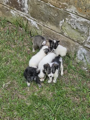 1-3 months Male Mixed Breed Japanese Spitz