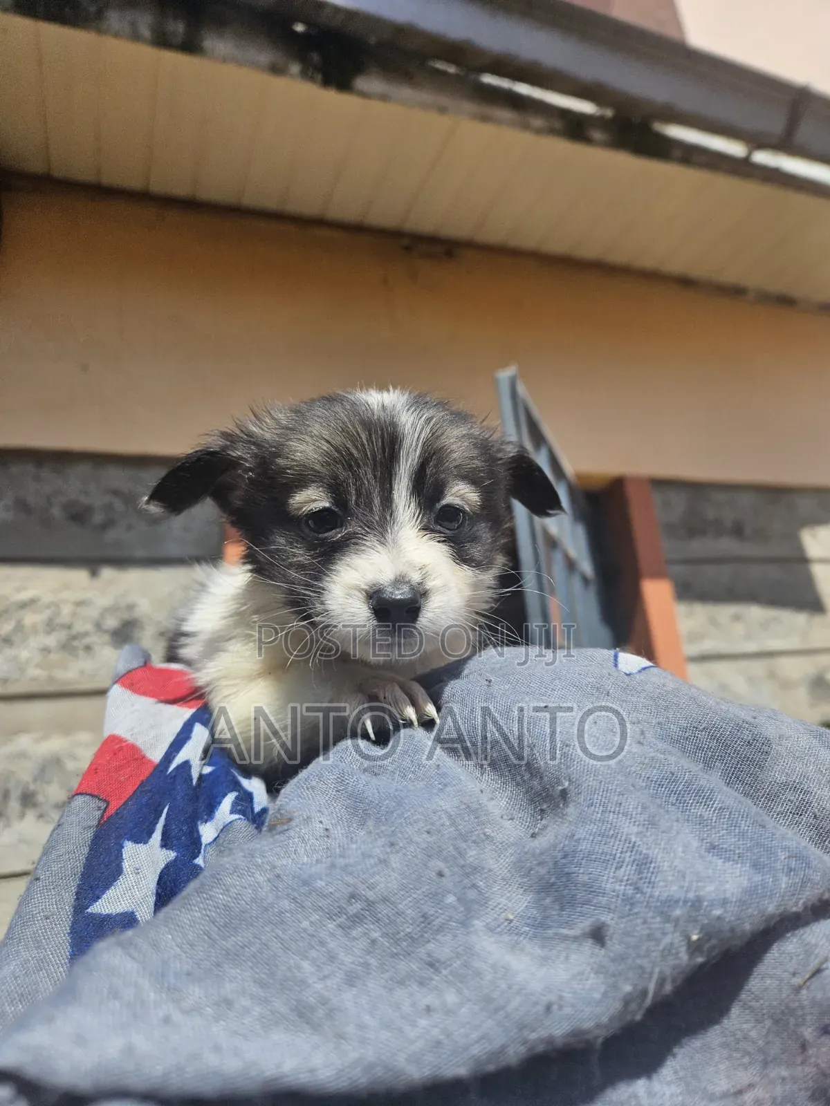1-3 months Male Mixed Breed Japanese Spitz