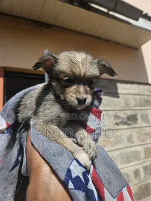 1-3 months Male Mixed Breed Japanese Spitz