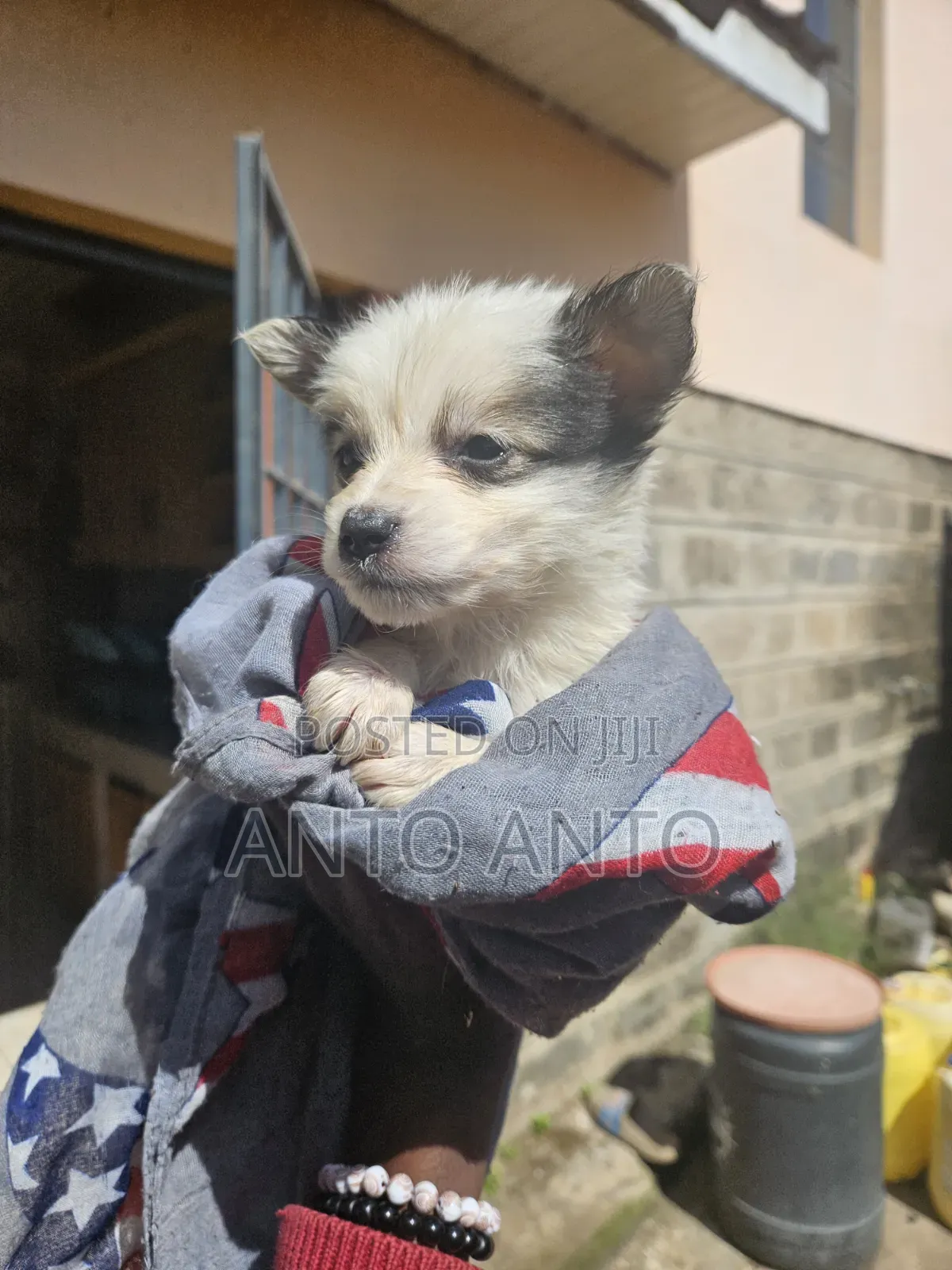 1-3 months Male Mixed Breed Japanese Spitz