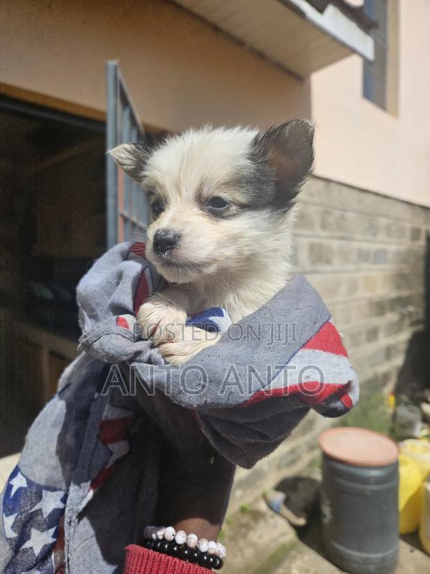 1-3 months Male Mixed Breed Japanese Spitz - thumbnail 5