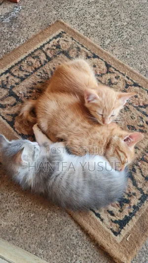 0-1 month Male Mixed Breed American Shorthair