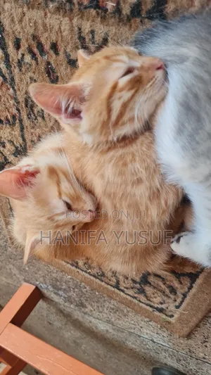 0-1 month Male Mixed Breed American Shorthair