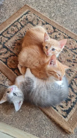 0-1 month Male Mixed Breed American Shorthair