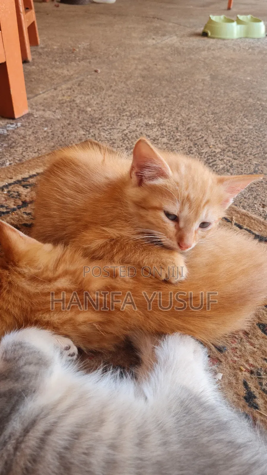 0-1 month Male Mixed Breed American Shorthair