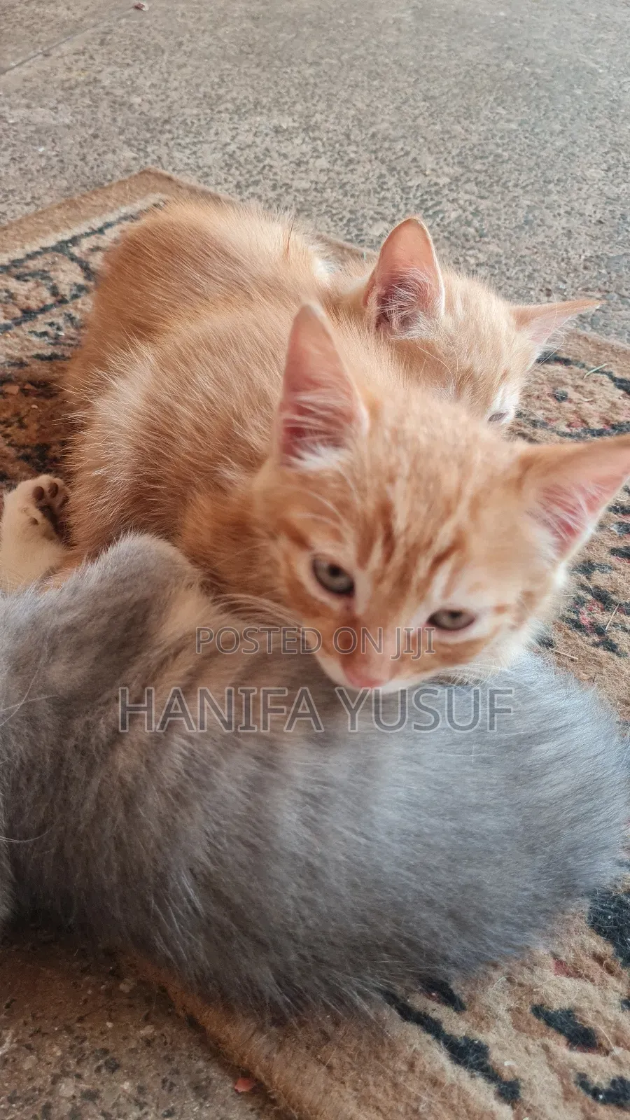0-1 month Male Mixed Breed American Shorthair