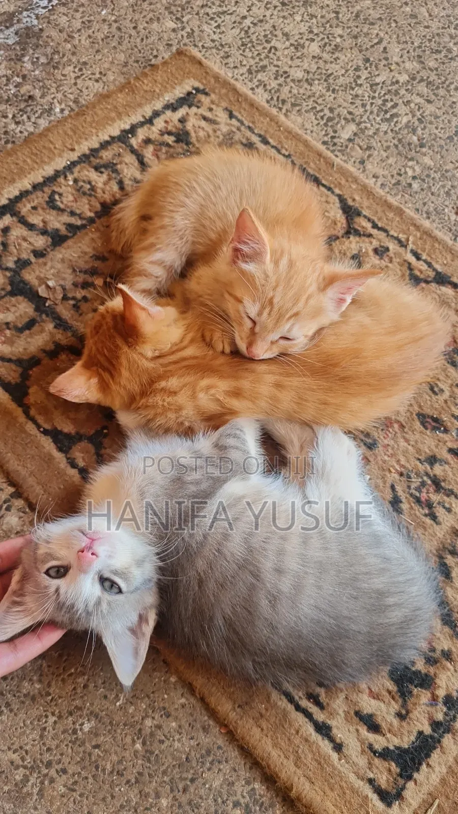 0-1 month Male Mixed Breed American Shorthair