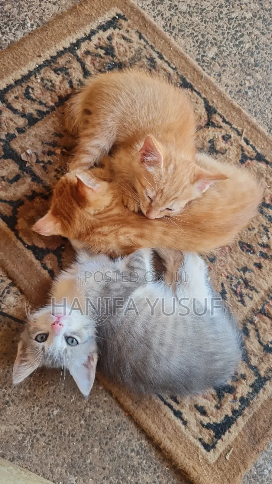 0-1 month Male Mixed Breed American Shorthair