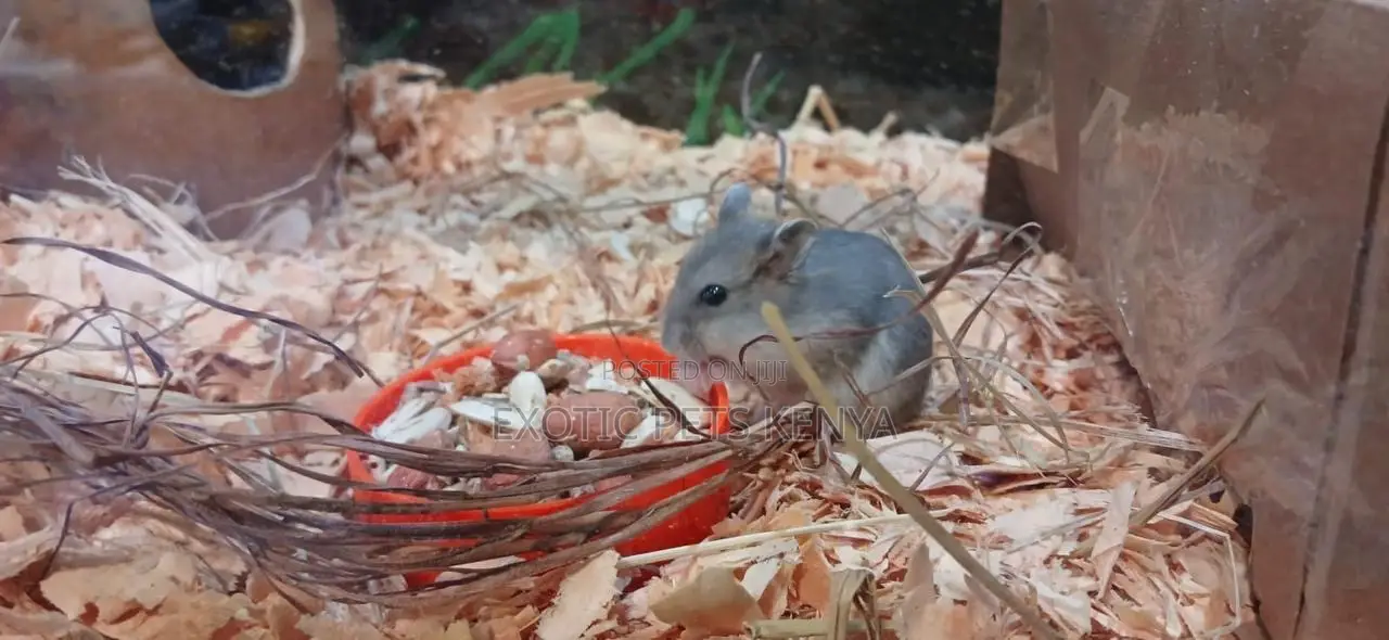 Hamsters for Sale