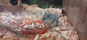 Hamsters for Sale