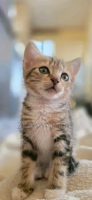 1-3 months Male Mixed Breed Tabby