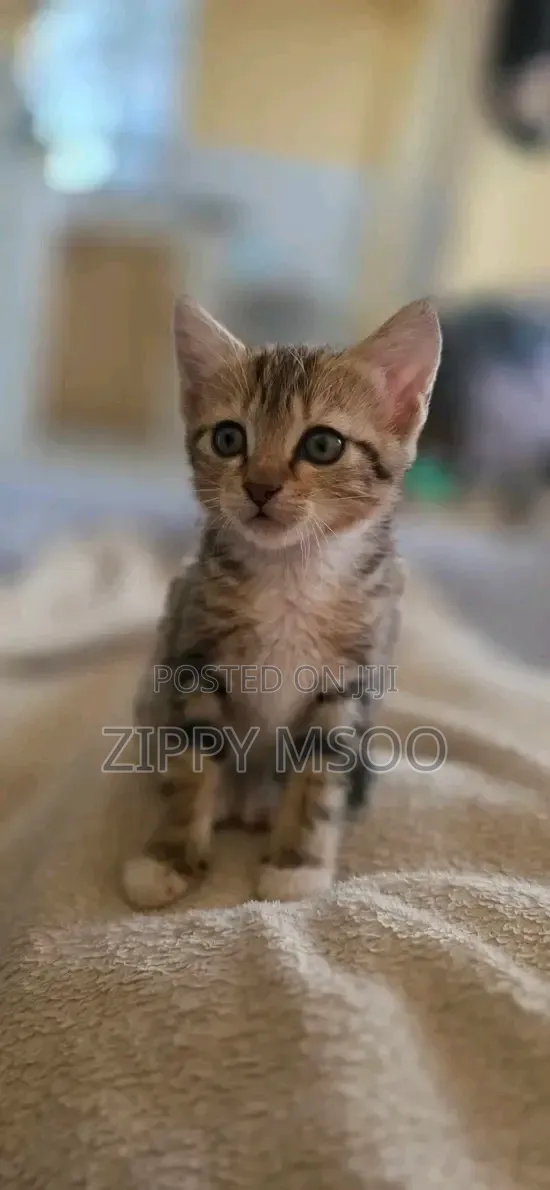1-3 months Male Mixed Breed Tabby