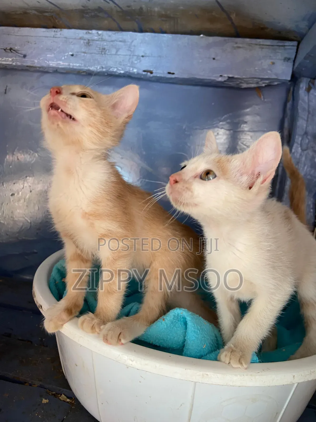 3-6 months Male Mixed Breed American Shorthair