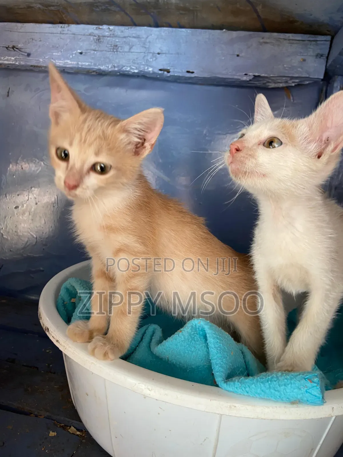 3-6 months Male Mixed Breed American Shorthair