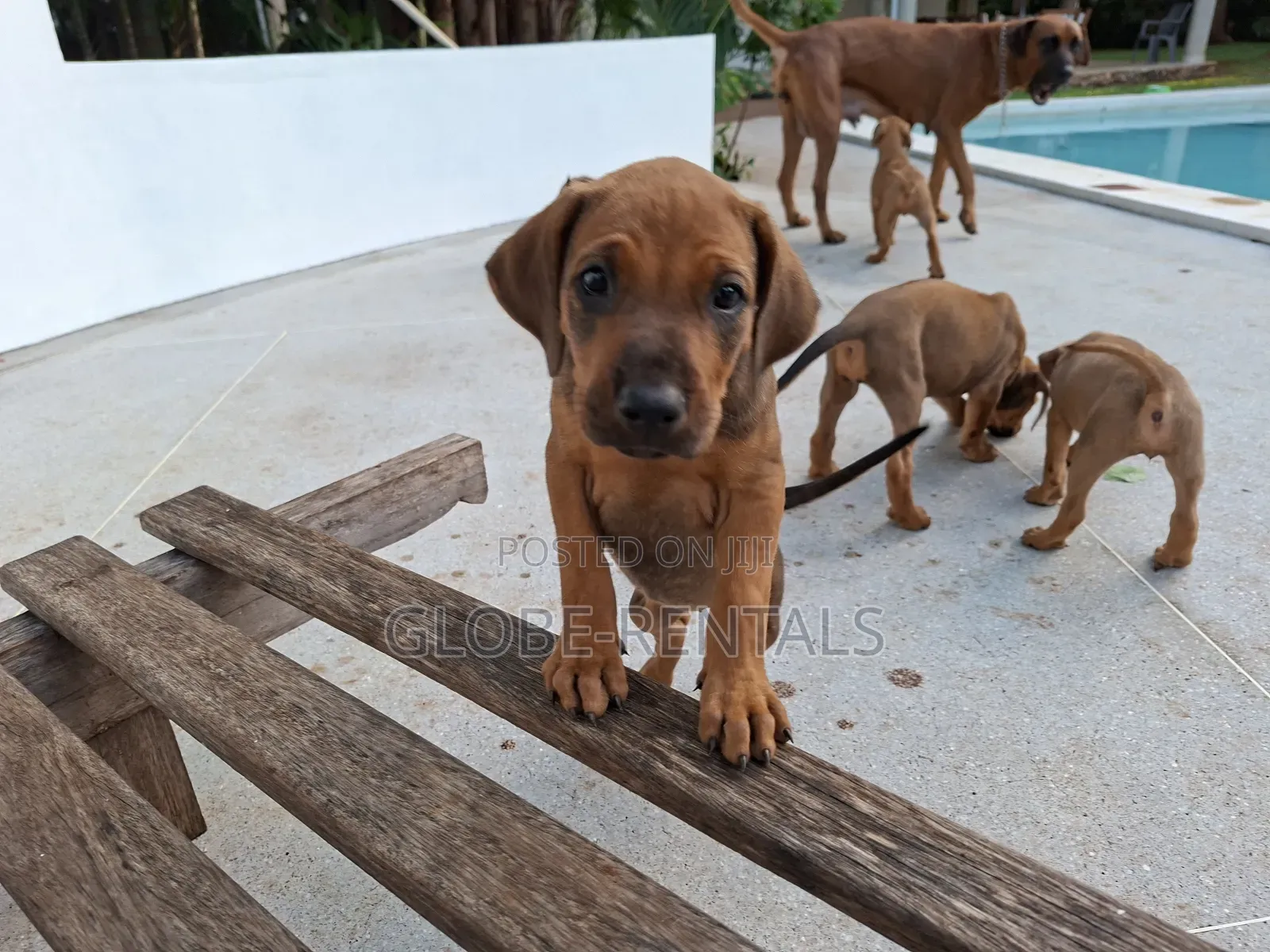 1-3 months Female Purebred Rhodesian Ridgeback