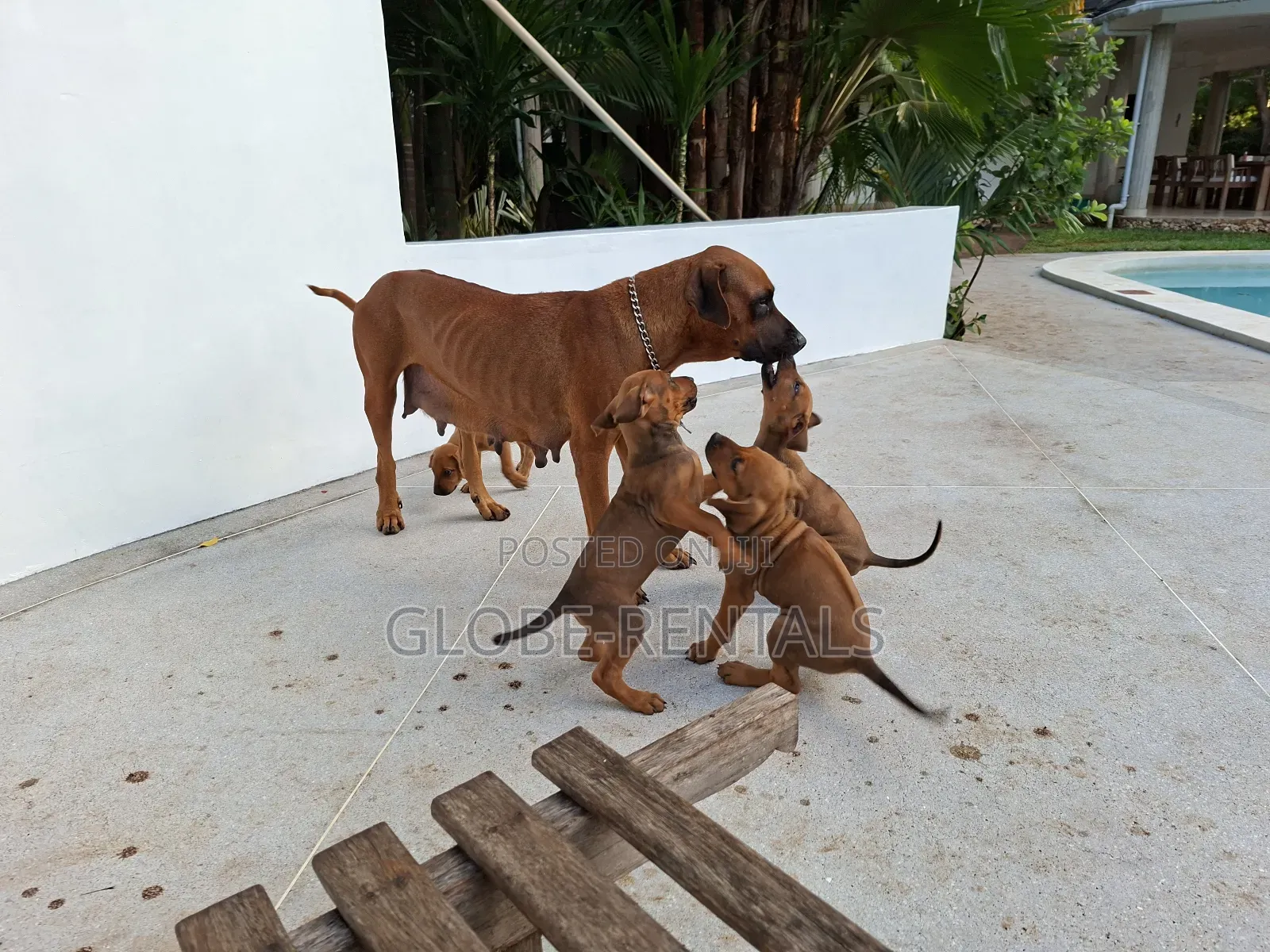 1-3 months Female Purebred Rhodesian Ridgeback