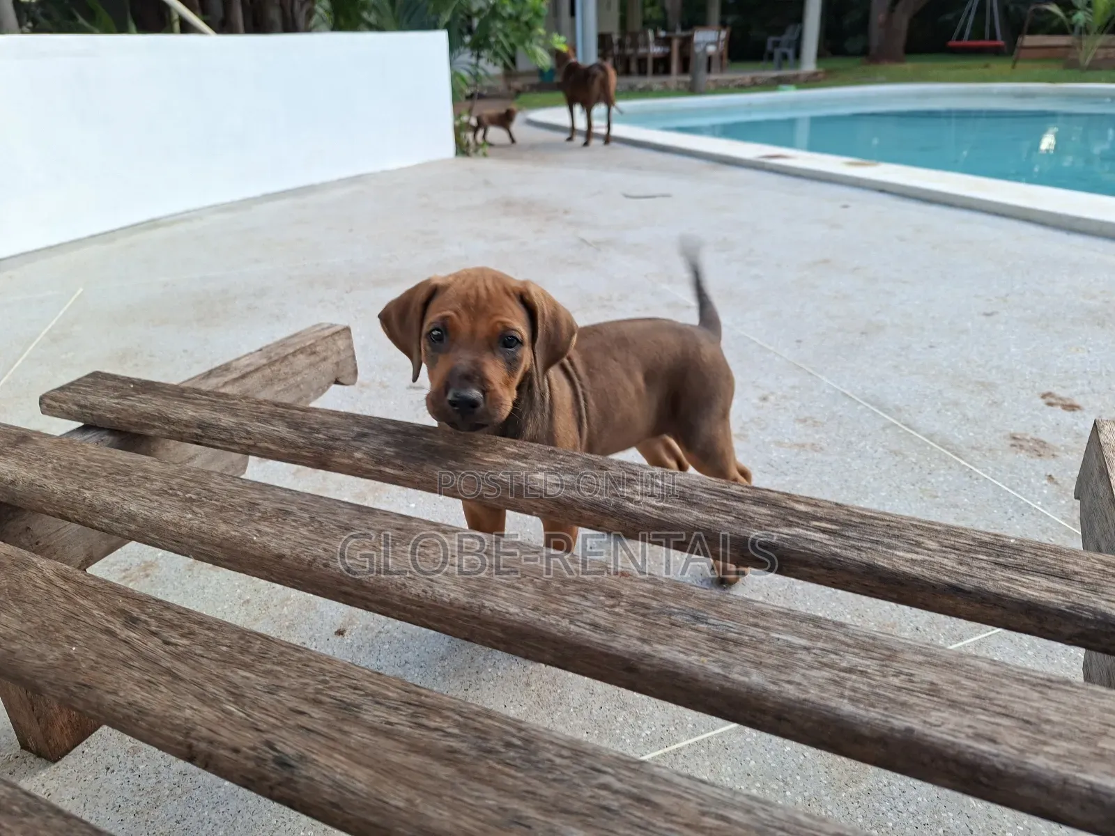 1-3 months Female Purebred Rhodesian Ridgeback