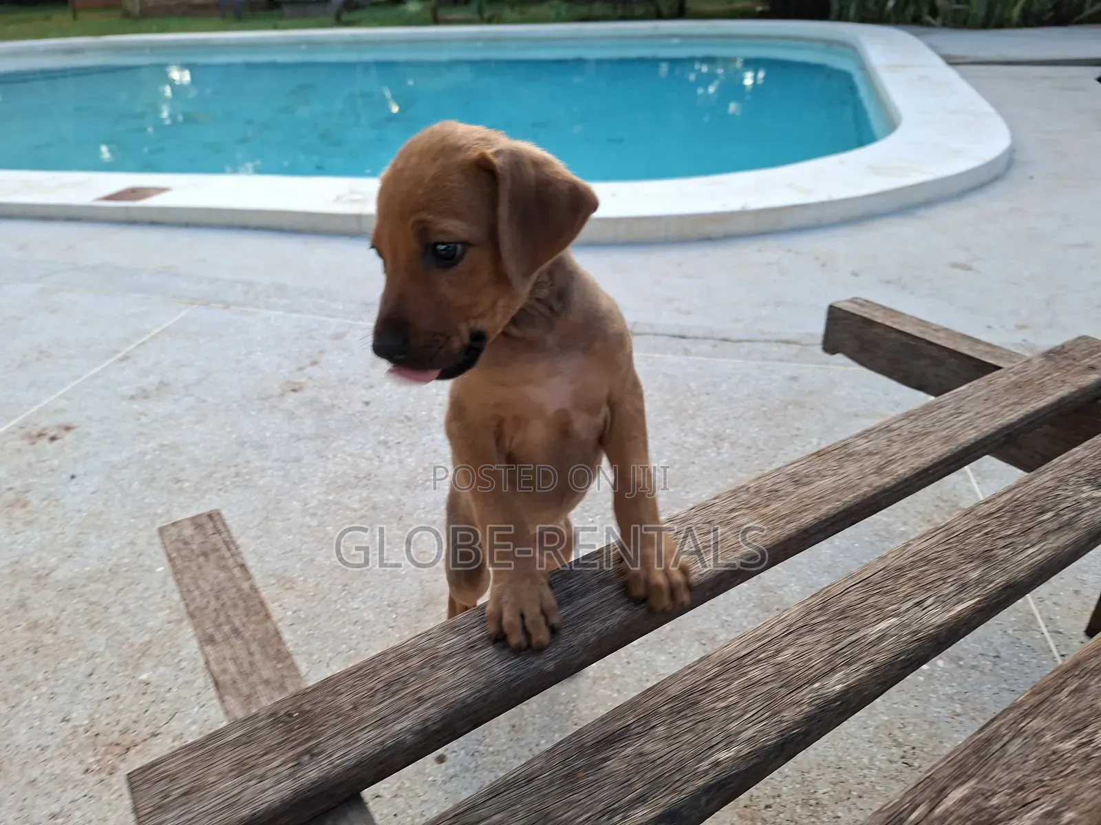 1-3 months Female Purebred Rhodesian Ridgeback