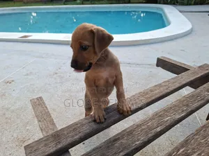 1-3 months Female Purebred Rhodesian Ridgeback