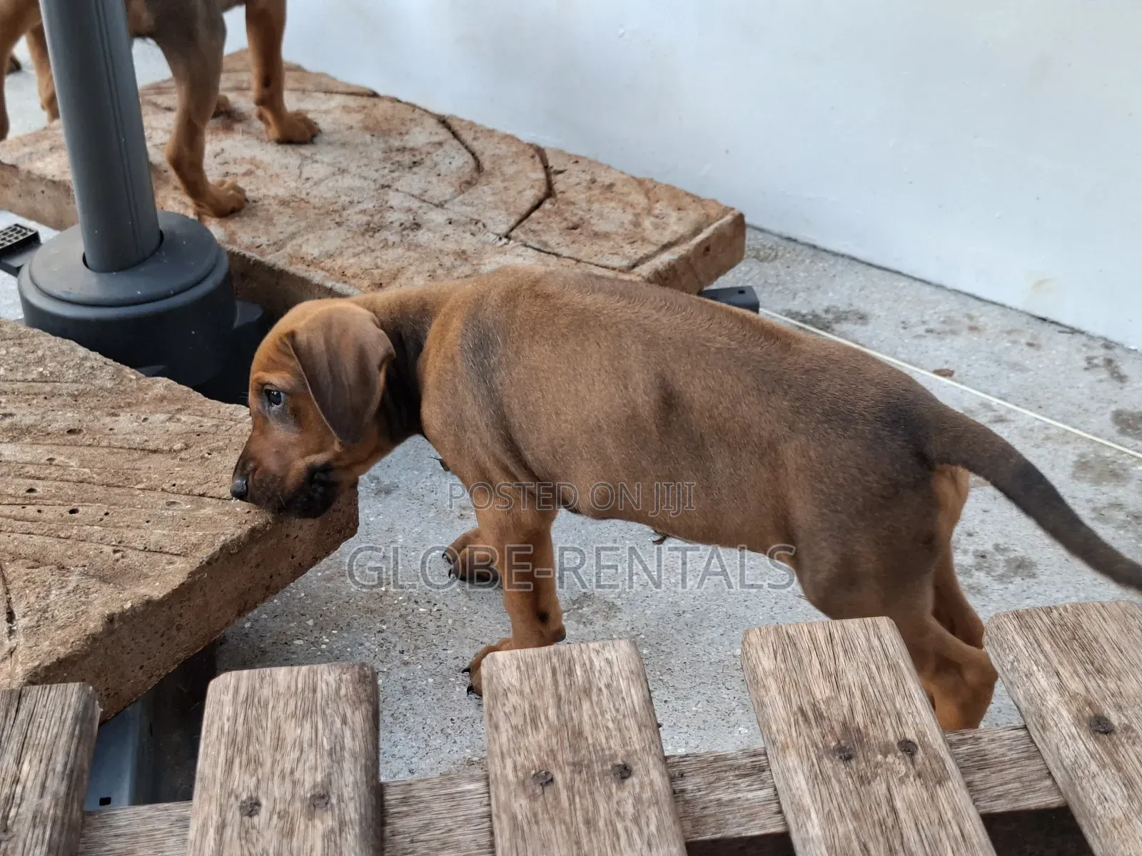1-3 months Female Purebred Rhodesian Ridgeback
